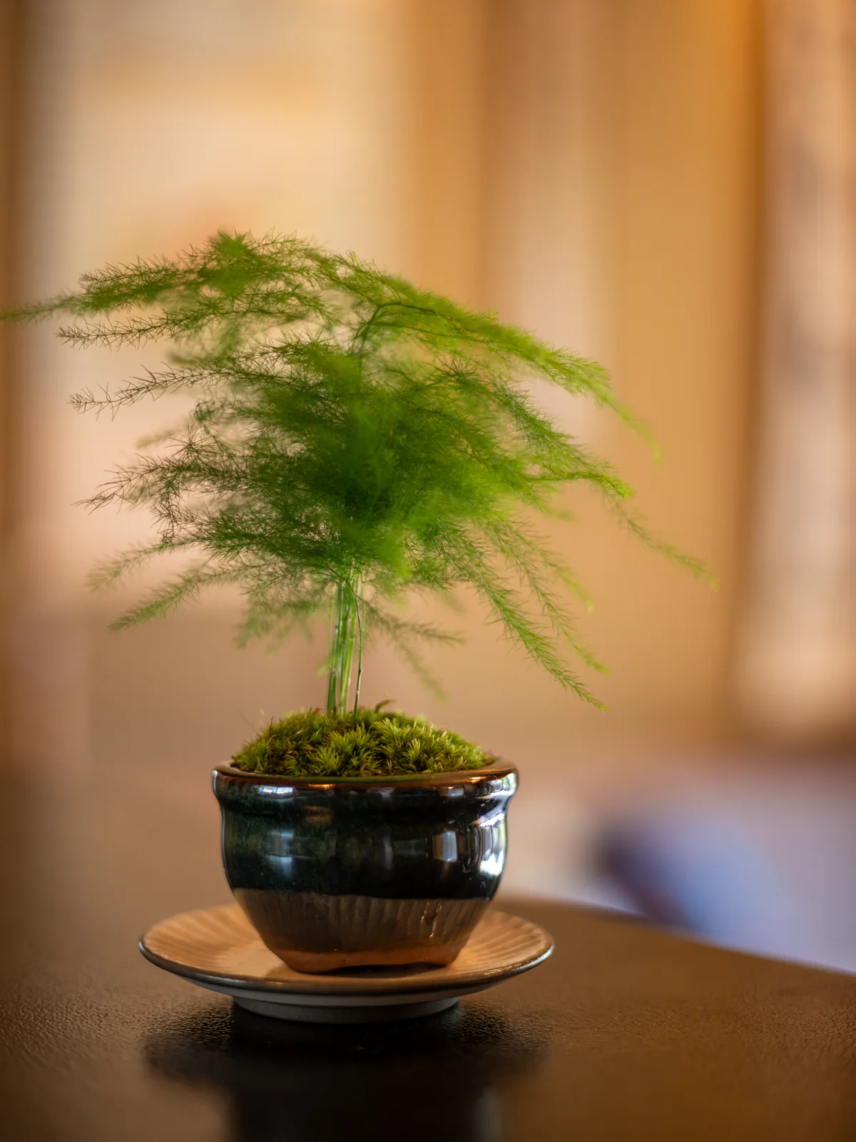 Small green plant